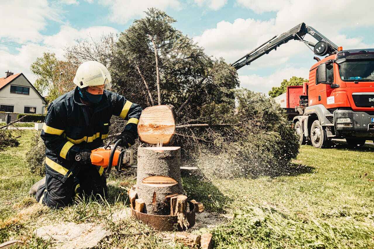 Frisco, CO Tree Service Company